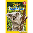 Koalalar National Geographic Kids
