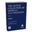 The Netter Collection of Medical Illustrations Kalp Gne Tp