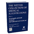 The Netter Collection Of Medical Illustrations Endokrin Sistemi ve Baz Metabolik Hastalklar Gne Tp